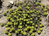 Euphorbia flavicoma ssp occidentalis 5, Saxifraga-Willem van Kruijsbergen