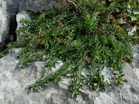 Euphorbia flavicoma ssp occidentalis 8, Saxifraga-Ed Stikvoort : ZW van Cordiñanes de Valdeón s9900