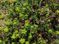 Euphorbia flavicoma ssp occidentalis 9, Saxifraga-Ed Stikvoort : Posada de Valdeón - Espinama s9900