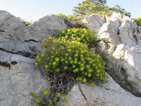 Euphorbia fragifera 4, Saxifraga-Jasenka Topic