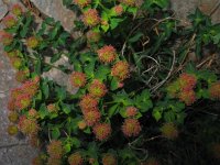 Euphorbia fragifera 9, Saxifraga-Jasenka Topic