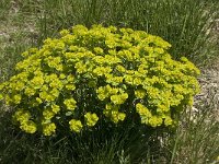 Euphorbia helioscopia 10, Kroontjeskruid, Saxifraga-Willem van Kruijsbergen