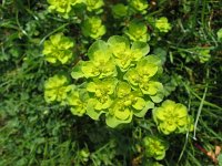 Euphorbia helioscopia 12, Kroontjeskruid, Saxifraga-Jasenka Topic