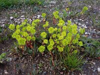 Euphorbia helioscopia 13, Kroontjeskruid, Saxifraga-Ed Stikvoort