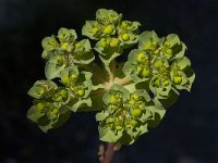 Euphorbia helioscopia 15, Kroontjeskruid, Saxifraga-Willem van Kruijsbergen