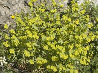 Euphorbia helioscopia 17, Kroontjeskruid, Saxifraga-Jan van der Straaten