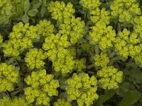 Euphorbia helioscopia 18, Kroontjeskruid, Saxifraga-Jan van der Straaten