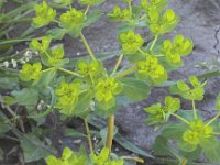 Euphorbia helioscopia 19, Kroontjeskruid, Saxifraga-Peter Meininger