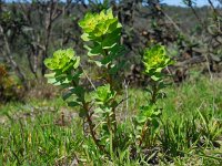 Euphorbia helioscopia 20, Kroontjeskruid, Saxifraga-Ed Stikvoort