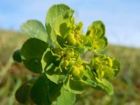 Euphorbia helioscopia 29, Kroontjeskruid, Saxifraga-Ed Stikvoort