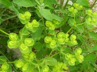 Euphorbia helioscopia 31, Kroontjeskruid, Saxifraga-Rutger Barendse