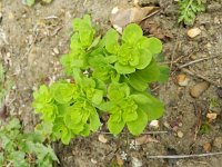 Euphorbia helioscopia 32, Kroontjeskruid, Saxifraga-Rutger Barendse