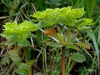 Euphorbia helioscopia 5, Kroontjeskruid, Saxifraga-Marijke Verhagen