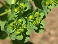 Euphorbia helioscopia 7, Kroontjeskruid, Saxifraga-Jan van der Straaten