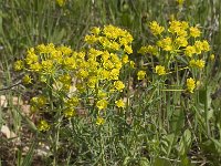 Euphorbia helioscopia 8, Kroontjeskruid, Saxifraga-Willem van Kruijsbergen