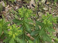 Euphorbia hyberna