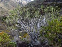 Euphorbia lamarckii 2, Saxifraga-Ed Stikvoort