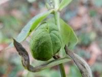 Euphorbia lathyris 12, Kruisbladige wolfsmelk, Saxifraga-Rutger Barendse