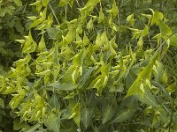 Euphorbia lathyrus 2, Kruisbladige wolfsmelk, Saxifraga-Jan van der Straaten