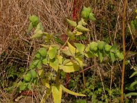 Euphorbia lathyrus 3, Kruisbladige wolfsmelk, Saxifraga-Peter Meininger