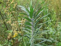 Euphorbia lathyrus 4, Kruisbladige wolfsmelk, Saxifraga-Rutger Barendse
