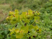 Euphorbia lucida 5, Saxifraga-Ed Stikvoort : Grensmaas Borgharen