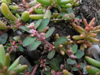 Euphorbia maculata 2, Straatwolfsmelk, Saxifraga-Rutger Barendse