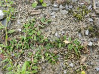 Euphorbia maculata 23, Straatwolfsmelk, Saxifraga-Rutger Barendse