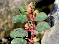 Euphorbia maculata 33, Straatwolfsmelk, Saxifraga-Sonja Bouwman  827. Straatwolfsmelk - Euphorbia maculata - Euphorbiaceae familie (zw)