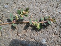 Euphorbia maculata 8, Straatwolfsmelk, Saxifraga-Rutger Barendse