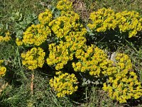 Euphorbia myrsinites 15, Saxifraga-Harry Jans