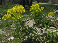 Euphorbia myrsinites 7, Saxifraga-Rutger Barends