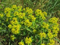 Euphorbia oblongata 13, Saxifraga-Rutger Barendse