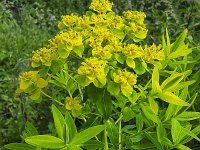 Flowering Marsh Spurge (Euphorbia palustris)  Flowering Marsh Spurge (Euphorbia palustris) : euphorbia, Euphorbia palustris, marsh euphorbia, marsh spurge, beauty, beauty in nature, dutch, flora, floral, flower, flowering, growth, holland, in flower, natural, nature, netherlands, no people, nobody, outdoors, outside, plant, spring, springtime, spurge, summer, summertime, vascular plant, yellow