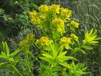 Flowering Marsh Spurge (Euphorbia palustris)  Flowering Marsh Spurge (Euphorbia palustris) : euphorbia, Euphorbia palustris, marsh euphorbia, marsh spurge, beauty, beauty in nature, dutch, flora, floral, flower, flowering, growth, holland, in flower, natural, nature, netherlands, no people, nobody, outdoors, outside, plant, spring, springtime, spurge, summer, summertime, vascular plant, yellow