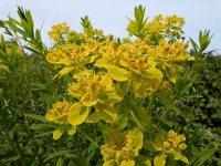 Euphorbia palustris 17, Moeraswolfsmelk, Saxifraga-Ed Stikvoort