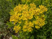 Euphorbia palustris 23, Moeraswolfsmelk, Saxifraga-Ed Stikvoort