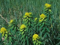 Euphorbia palustris 3, Moeraswolfsmelk, Saxifraga-Piet Zomerdijk