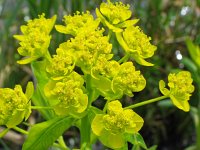 Euphorbia palustris 6, Moeraswolfsmelk, Saxifraga-Jasenka Topic