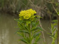 Euphorbia palustris 9, Moeraswolfsmelk, Saxifraga-Willem van Kruijsbergen