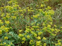 Euphorbia paniculata 4, Saxifraga-Ed Stikvoort