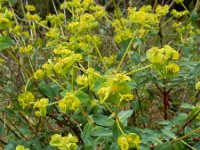 Euphorbia paniculata 6, Saxifraga-Ed Stikvoort