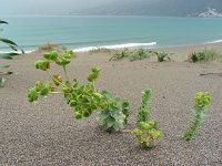 Euphorbia paralias 40, Zeewolfsmelk, Saxifraga-Ed Stikvoort