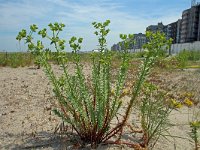 Euphorbia paralias 45, Zeewolfsmelk, Saxifraga-Jeroen Willemsen