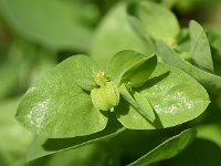 Euphorbia peplus 14, Tuinwolfsmelk, Saxifraga-Sonja Bouwman