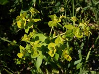 Euphorbia platyphyllos 13, Brede wolfsmelk, Saxifraga-Ed Stikvoort