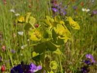 Euphorbia platyphyllos 8, Brede wolfsmelk, Saxifraga-Ed Stikvoort