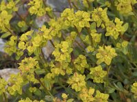 Euphorbia polygalifolia