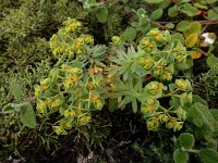 Euphorbia portlandica 12, Saxifraga-Ed Stikvoort