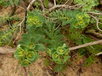 Euphorbia portlandica 14, Saxifraga-Ed Stikvoort